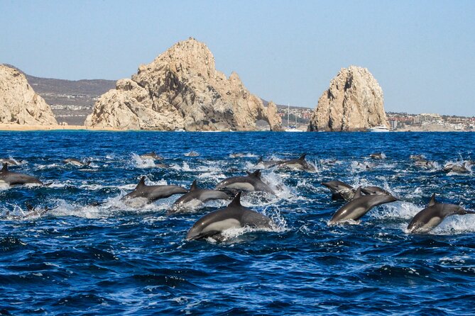 Sunrise Whale Watching boat tour with marine biologist - Shore-hugging reef fish and seasonal birds