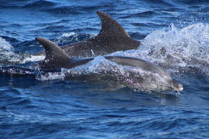 Sunrise Whale Watching boat tour with marine biologist - The iconic Arch stop and sea lions colony photos