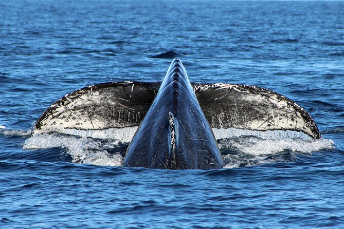 Sunrise Whale Watching boat tour with marine biologist - Getting the most from the morning: practical tips before you go