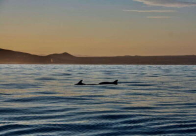 Sunset Cruise in San Jose del Cabo - Getting to the boat: Fishers Marina behind Hotel El Ganzo
