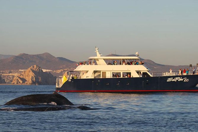 Sunset Dinner Cruise in Los Cabos - Key Highlights Worth Your Attention