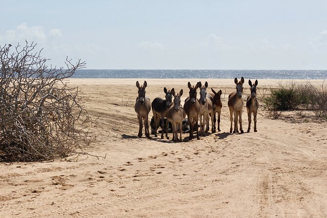 Sunset Pacific Donkey Hiking Tour - From Pickup to Rancho Carisuva: How the Tour Gets You There