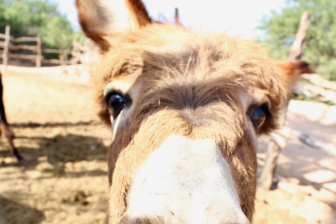 Sunset Pacific Donkey Hiking Tour - Meeting Your Donkey at Rancho Carisuva