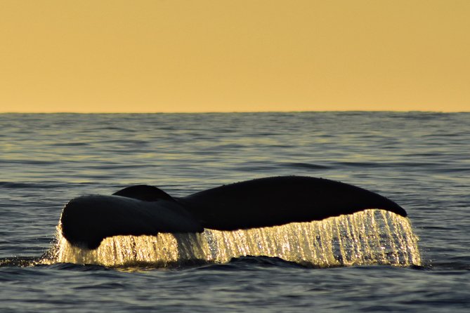 Sunset Whale Cruise in Cabo San Lucas - A 5:00 pm Cabo San Lucas sunset cruise that starts right on time