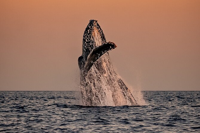 Sunset Whale Watching in Cabo San Lucas - Key Highlights You’ll Care About