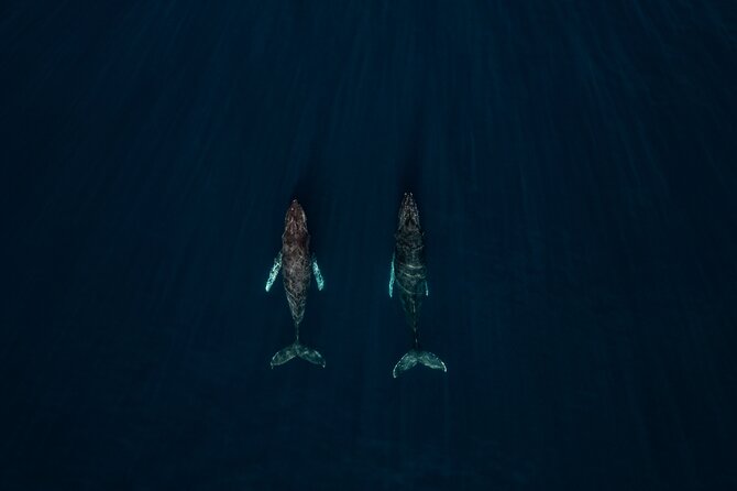Sunset Whale Watching in Cabo San Lucas - Cabo’s Sunset Whale Watch: Why This Time of Day Works