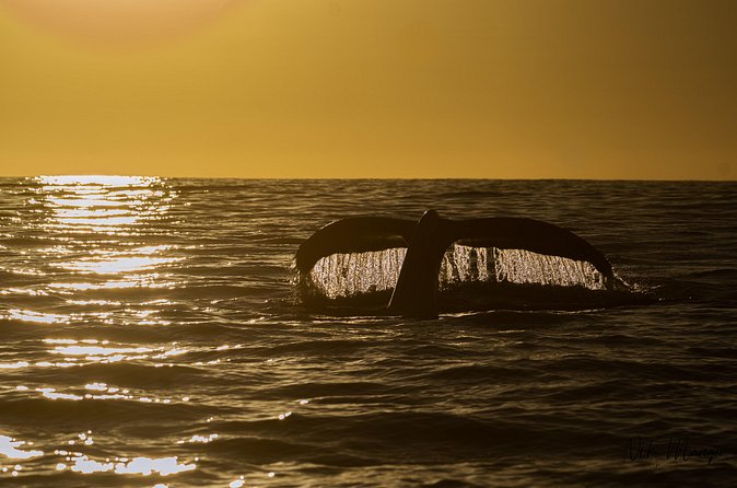 Sunset Whale Watching in Cabo San Lucas - The Guides: Naturalists, Photographers, and Drone Pilots