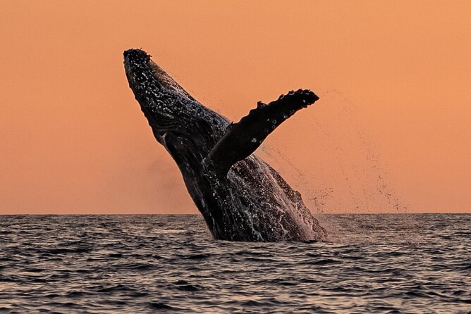 Sunset Whale Watching in Cabo San Lucas - The Boat Experience: Small Group, Real Comfort
