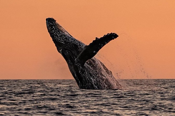Sunset Whale Watching in Cabo San Lucas - Weather, Timing, and What Can Change
