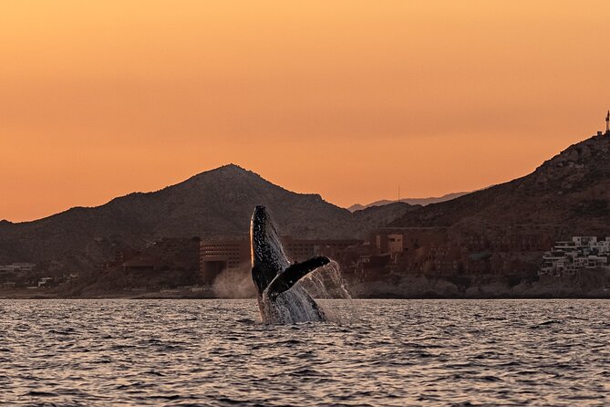 Sunset Whale Watching in Cabo San Lucas - Who This Tour Fits Best