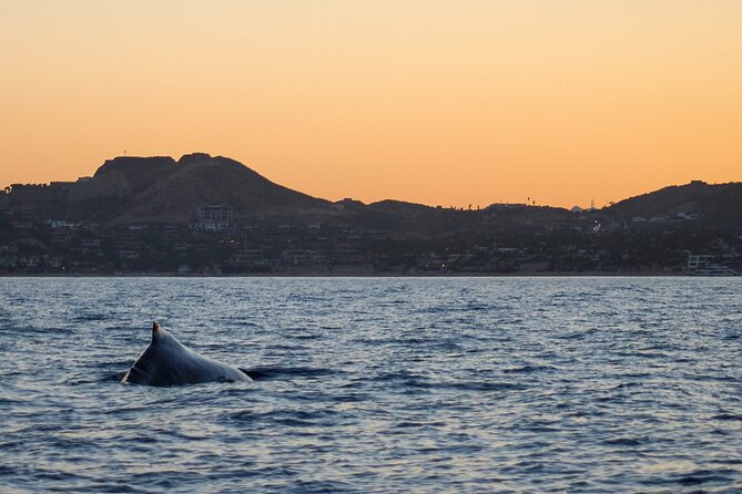 Sunset Whale Watching in San Jose del Cabo - Key highlights for a San Jose del Cabo sunset whale watch