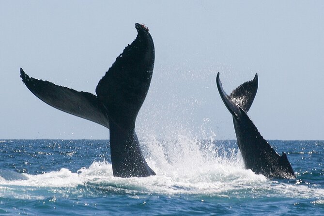 Sunset Whale Watching in San Jose del Cabo - A perfect twilight setting for your Sea of Cortez search