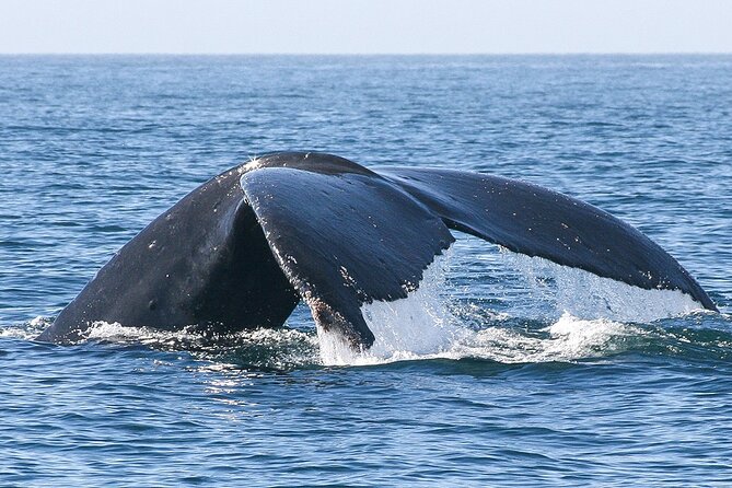Sunset Whale Watching in San Jose del Cabo - The Sea of Cortez portion: what you’re actually doing out there