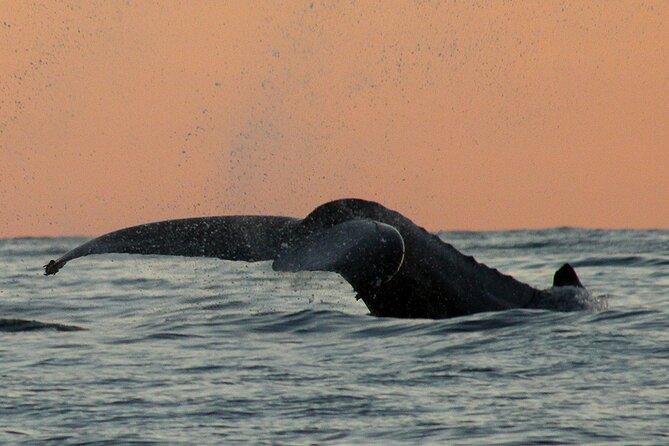 Sunset Whale Watching in San Jose del Cabo - Sunset timing: why 2.5 hours feels right