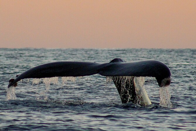 Sunset Whale Watching in San Jose del Cabo - Small-group energy with Paola and Captain Chato