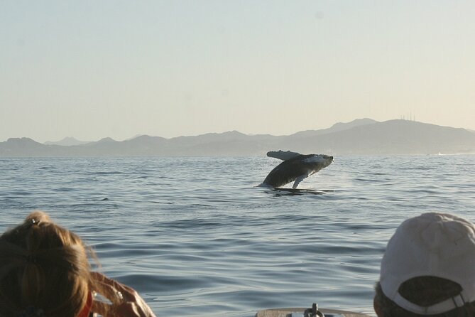 Sunset Whale Watching in San Jose del Cabo - Weather and reality checks (the only drawback that matters)