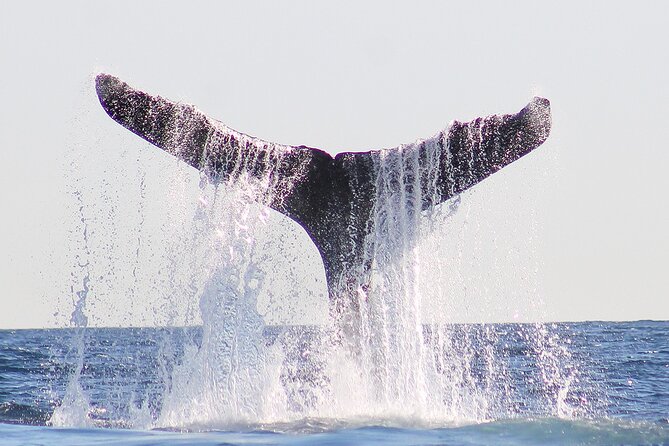 Sunset Whale Watching in San Jose del Cabo - Who should book this sunset whale watching tour