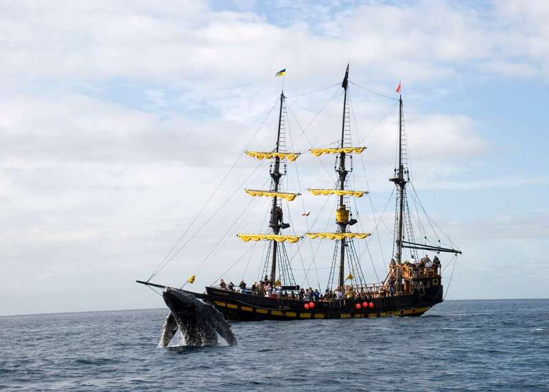 Thar She Blows! Whale Watching Pirate Cruise - Pirate Ships on the Sea of Cortez: The Real Value at $99