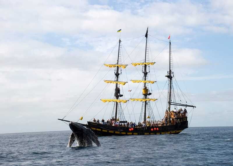 Thar She Blows! Whale Watching Pirate Cruise - The Captain’s Whale Hunt: How You Learn to Read the Water