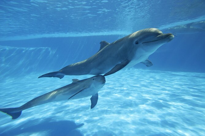The only Natural Space Dolphin Encounter in Cabo Optional Pickup! - Dolphin Encounter in Cabo San Lucas: What You’re Booking
