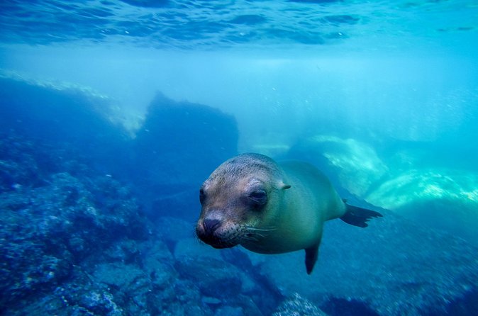 The only Natural Space Dolphin Encounter in Cabo Optional Pickup! - Stop-by-Stop: Cabo Landmarks and What Each One Adds