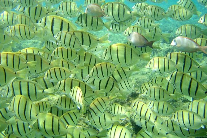Tour to The Arch and Lover's Beach (optional) from Cabo - Sea life spotting: what’s possible when you swim