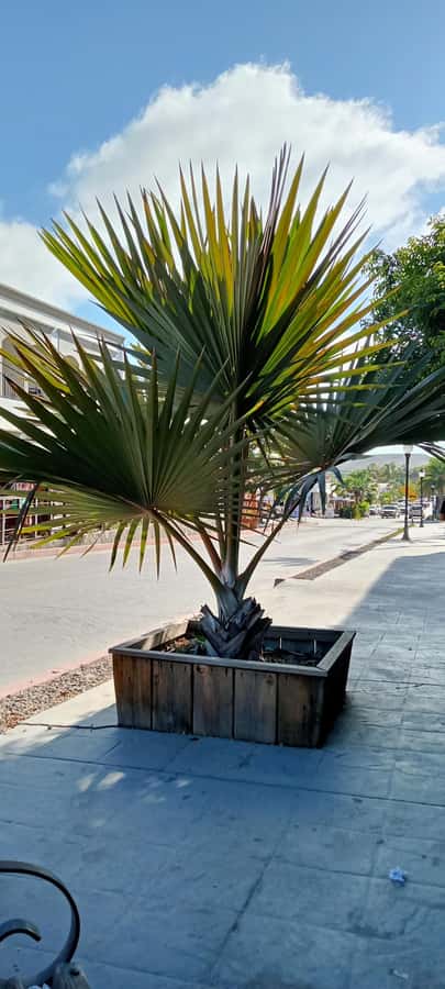 Tour Todos Santos Magical Town, Hotel California - Playa Cerritos Panoramas: The Scenic Payoff