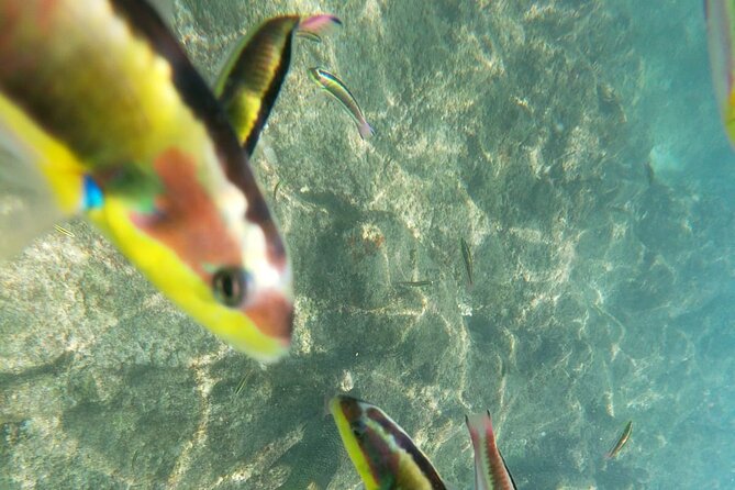 unforgettable snorkeling activity in The Sea of Cortes - Snorkeling gear and life vests: what’s included, and what to expect