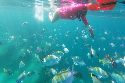 unforgettable snorkeling activity in The Sea of Cortes - Getting to Playa el Chileno: pickup and a small group rhythm