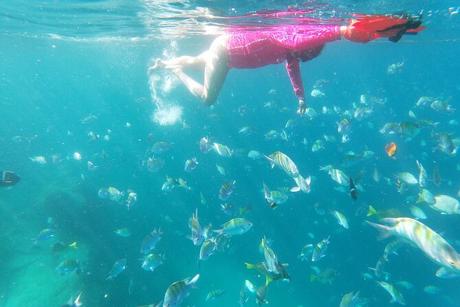 unforgettable snorkeling activity in The Sea of Cortes - What you’ll see underwater off Playa el Chileno