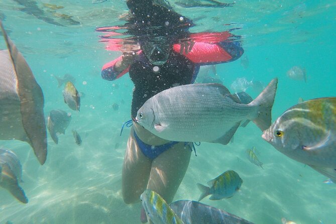 unforgettable snorkeling activity in The Sea of Cortes - Lunch and downtime: making the return feel like a day, not a commute