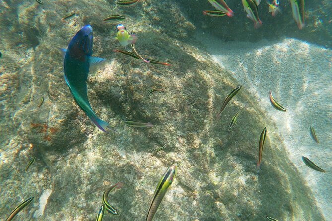 unforgettable snorkeling activity in The Sea of Cortes - Price and value: is $120 for 4 hours fair?