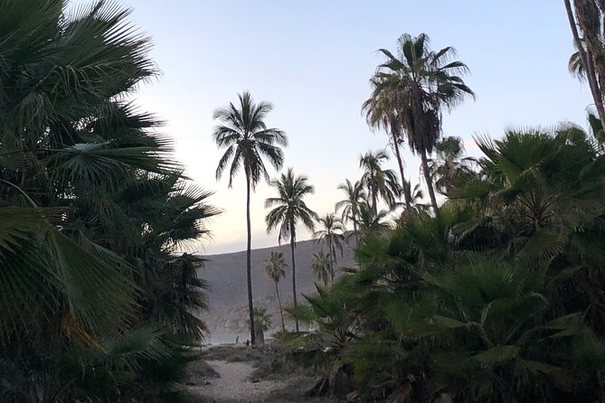 Visit Todos Santos Magic Town - What the day feels like, hour by hour