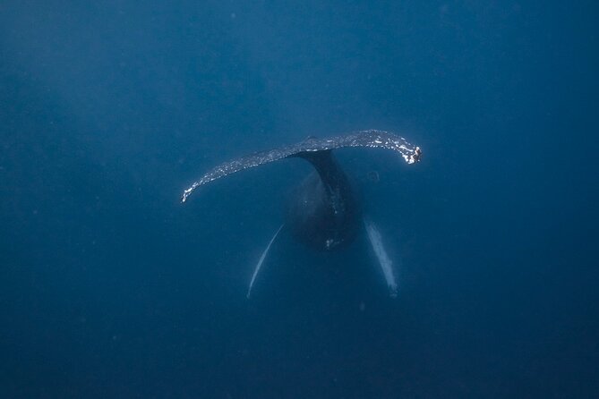 Whale and Dive Combo Tour in Los Cabos - Key things that make this tour work