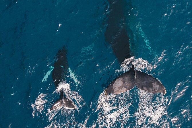 Whale and Dive Combo Tour in Los Cabos - Humpback whale spotting: how the timing and approach improve your odds