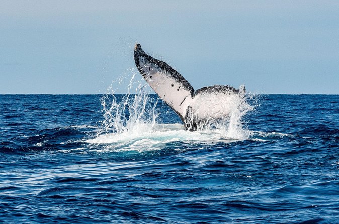Whale and Dive Combo Tour in Los Cabos - The first reef stop: what to expect when you switch from whales to underwater life