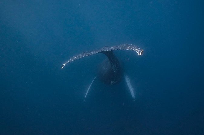 Whale and Dive Combo Tour in Los Cabos - Surface interval strategy: using the half hour to keep the morning magical