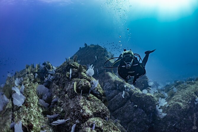 Whale and Dive Combo Tour in Los Cabos - Second underwater session in a different location: better coverage, not just a repeat