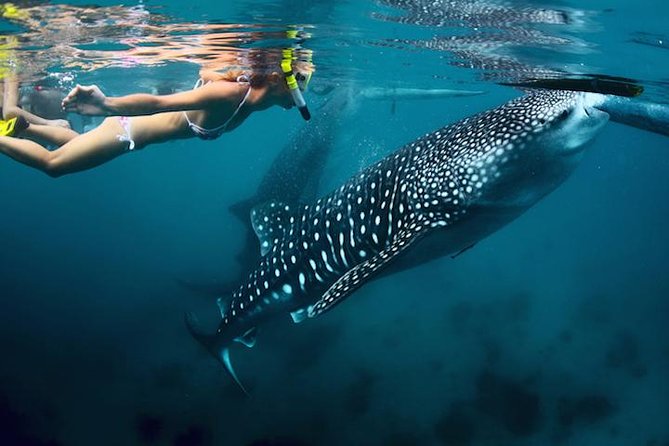 Whale-Shark Snorkeling Excursion to La Paz - Key Things That Make This Tour Worth Your Time