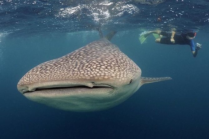 Whale-Shark Snorkeling Excursion to La Paz - Cabo to La Paz for Whale Sharks: What You’re Really Buying