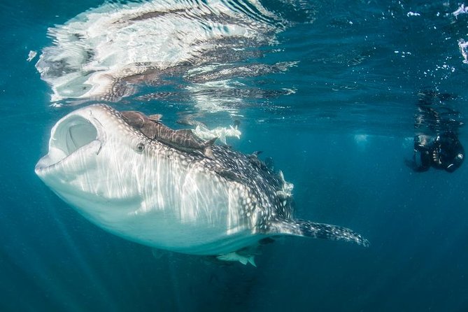 Whale-Shark Snorkeling Excursion to La Paz - The Boat Briefing: How to Snorkel With Giant Fish Without Making It Weird