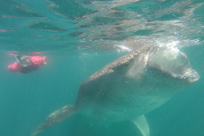 Whale-Shark Snorkeling Excursion to La Paz - About Three Hours Searching by Boat: The Patience Part You Should Respect