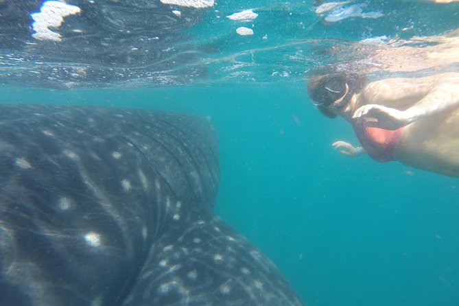 Whale-Shark Snorkeling Excursion to La Paz - The Whale Shark Encounter: What It Feels Like When It Happens