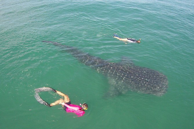 Whale-Shark Snorkeling Excursion to La Paz - Marine Biologist Guidance: How Learning Improves the Snorkel