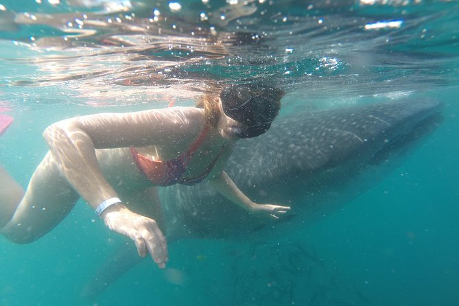 Whale-Shark Snorkeling Excursion to La Paz - Snorkeling Setup and Comfort: Gear Included, So You Can Pay Attention
