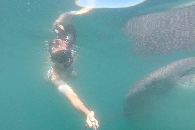 Whale-Shark Snorkeling Excursion to La Paz - Lunch After the Swim: Real Food Beats a Snack Trap