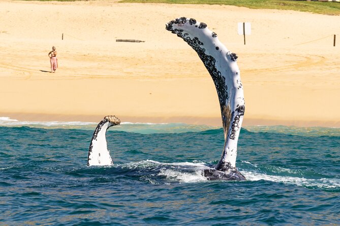Whale Tour, Arch, Professional Photos & Hydrophone - Responsible whale watching: distance, safety, and why it matters