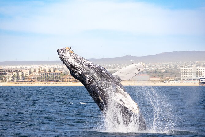 Whale Tour, Arch, Professional Photos & Hydrophone - Professional photos plus handmade souvenir: the value-add that feels real