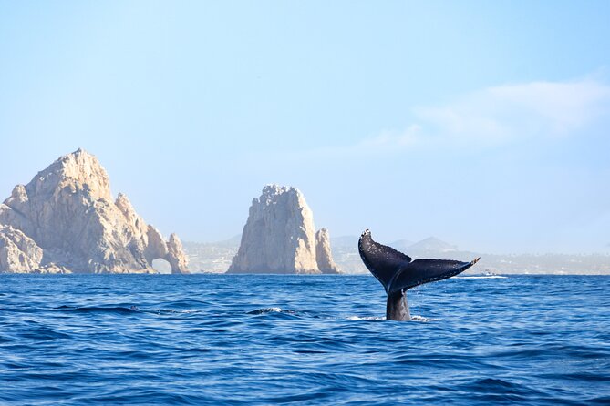 Whale Tour, Arch, Professional Photos & Hydrophone - Meeting point and timing: where to start smoothly