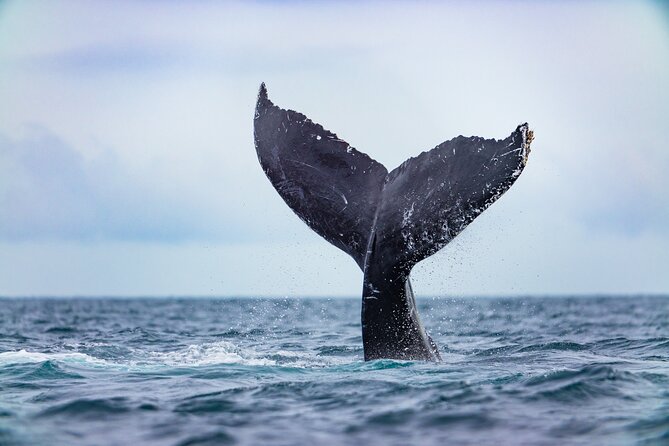 Whale Tour, Arch, Professional Photos & Hydrophone - Who this whale-and-Arch tour suits best